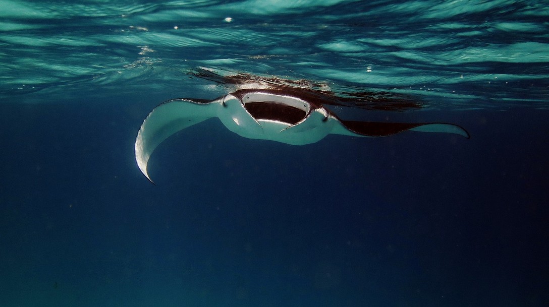 Manta nachts unter Wasser in Hawaii