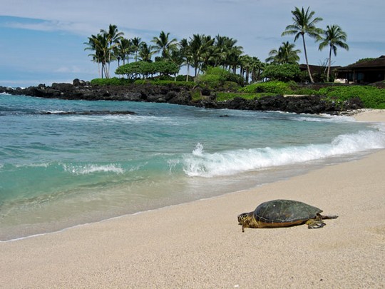 Schildkröte am Kikaua Point in Big Island