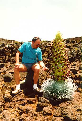 Silversword Das Silversword Gras blüht nur ein einziges Mal